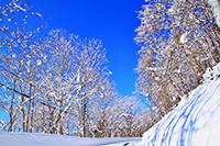 Niseko