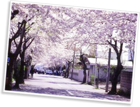 柏木町桜が丘通り