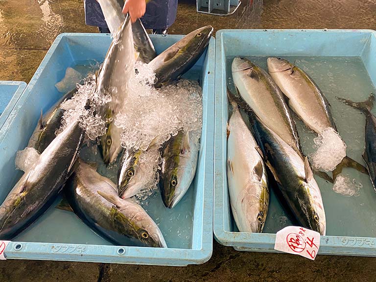 採れた食材を